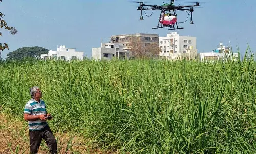 Ludhiana: विशेषज्ञों ने वसंतकालीन मक्का फसल के लिए एकीकृत कीट प्रबंधन का सुझाव दिया Ludhiana: विशेषज्ञों ने वसंतकालीन मक्का फसल के लिए एकीकृत कीट प्रबंधन का सुझाव दिया