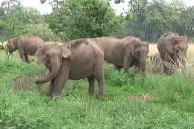 Jharkhand : गजराज का आतंक, हाथियों के झुंड ने 4 लोगों को कुचल डाला Jharkhand : गजराज का आतंक, हाथियों के झुंड ने 4 लोगों को कुचल डाला