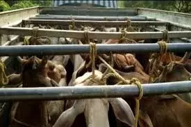 Odisha : मवेशी तस्करी का प्रयास विफल Odisha : मवेशी तस्करी का प्रयास विफल