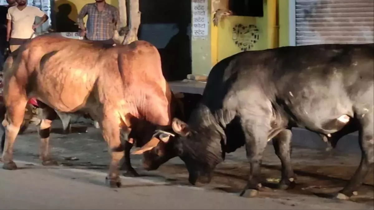 Dehradun : सड़क पर लड़ते सांडों से टकराई स्कूटी, 2 लोगों की मौत Dehradun : सड़क पर लड़ते सांडों से टकराई स्कूटी, 2 लोगों की मौत
