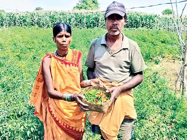 Odisha: दंपत्ति ने मिर्च की खेती कर स्थानीय किसानों के लिए मिसाल कायम की Odisha: दंपत्ति ने मिर्च की खेती कर स्थानीय किसानों के लिए मिसाल कायम की