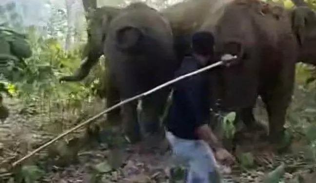 Keonjhar जिले में हुई ये घटना हाथी को पीटता हुआ आदमी Keonjhar जिले में हुई ये घटना हाथी को पीटता हुआ आदमी