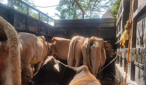 Assam : मवेशी चोरी रोकने पर ग्रामीणों ने लग्जरी वाहन में आग लगाई Assam : मवेशी चोरी रोकने पर ग्रामीणों ने लग्जरी वाहन में आग लगाई