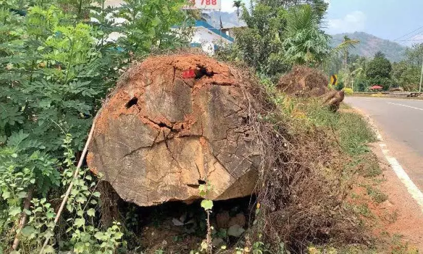 Kerala : लाखों घर पेड़ों के कारण नष्ट हो रहे Kerala : लाखों घर पेड़ों के कारण नष्ट हो रहे