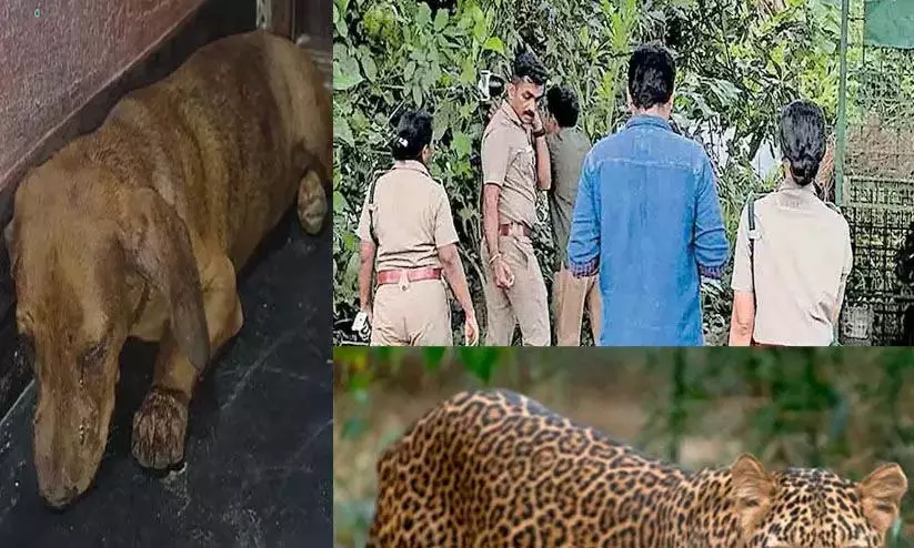 Kerala: बाघ की मौजूदगी से चालाकुडी के लोग फिर से आतंकित Kerala: बाघ की मौजूदगी से चालाकुडी के लोग फिर से आतंकित