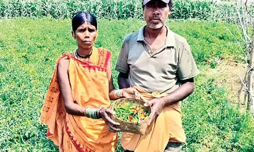 Odisha: दंपत्ति ने मिर्च की खेती कर स्थानीय किसानों के लिए मिसाल कायम की Odisha: दंपत्ति ने मिर्च की खेती कर स्थानीय किसानों के लिए मिसाल कायम की