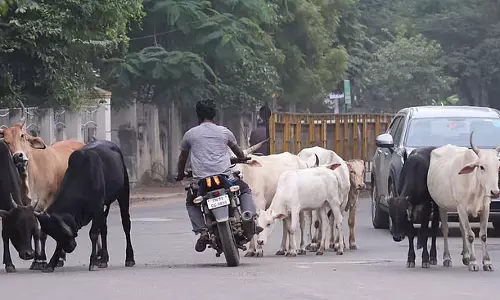 दिल्ली सरकार आवारा पशुओं और गौशाला कुप्रबंधन पर कानून लाने की योजना