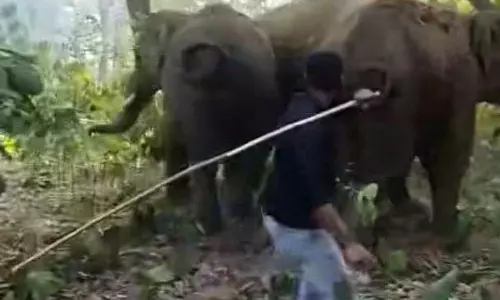 Keonjhar जिले में हुई ये घटना हाथी को पीटता हुआ आदमी Keonjhar जिले में हुई ये घटना हाथी को पीटता हुआ आदमी