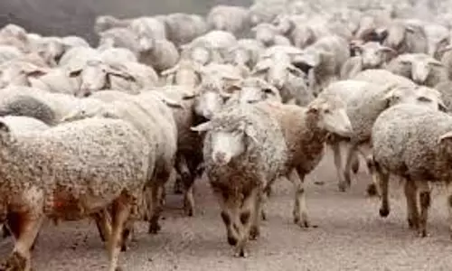 Up News:  सड़क हादसे में 50 भेड़ों की मौत,मची  हड़कंप