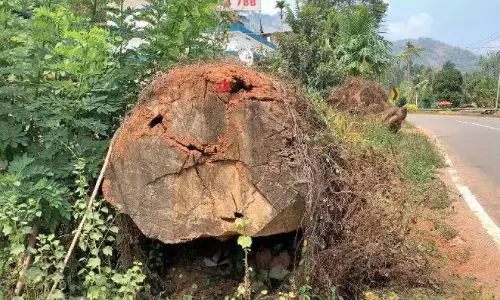 Kerala : लाखों घर पेड़ों के कारण नष्ट हो रहे