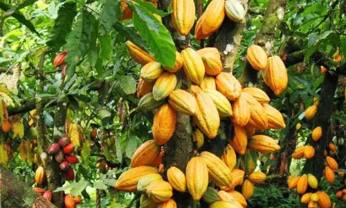 कोको की कीमत 750 से 250 तक; किसान बिना मांग के संघर्ष कर रहे