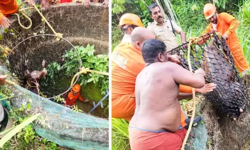 Kerala: अग्निशमन कर्मियों ने 20 फुट गहरे कुएं में गिरे बछड़े को बचाया