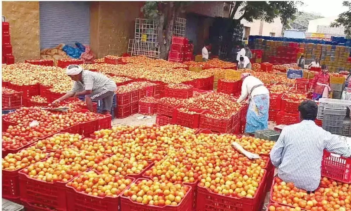 टमाटर की कीमतों में भारी गिरावट से किसान परेशान टमाटर की कीमतों में भारी गिरावट से किसान परेशान