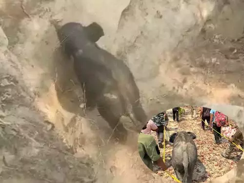 फंसे हाथी को चट्टानों से निकाला गया, वन विभाग ने किया रेस्क्यू फंसे हाथी को चट्टानों से निकाला गया, वन विभाग ने किया रेस्क्यू