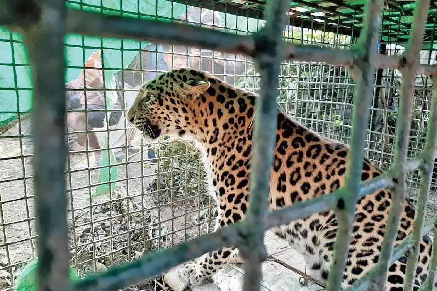 Jalpaiguri के कंथालधुरा चाय बागान में 72 घंटे में दूसरा तेंदुआ फंसा Jalpaiguri के कंथालधुरा चाय बागान में 72 घंटे में दूसरा तेंदुआ फंसा