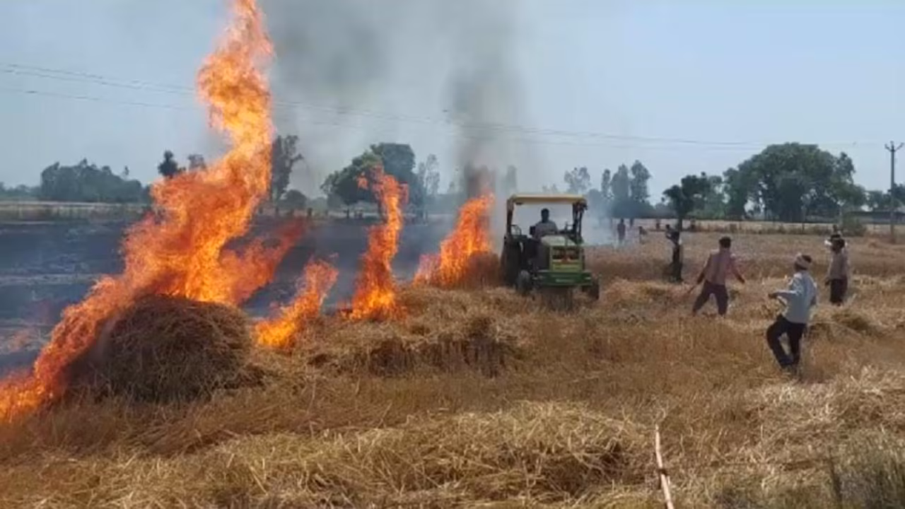 Singrauli में खेतों में लगी आग, तीन एकड़ फसल जलकर राख Singrauli में खेतों में लगी आग, तीन एकड़ फसल जलकर राख