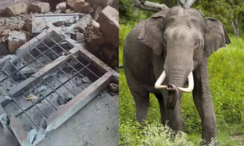 अरलम फार्म में जंगली हाथी घर नष्ट कर दिया गया अरलम फार्म में जंगली हाथी घर नष्ट कर दिया गया