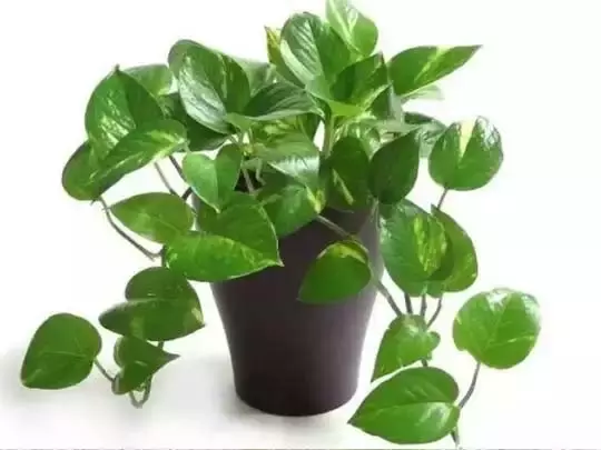Money Plant : घर में लगाएं मनी प्लांट, ये 5 फायदे जानकर हैरान रह जाएंगे Money Plant : घर में लगाएं मनी प्लांट, ये 5 फायदे जानकर हैरान रह जाएंगे