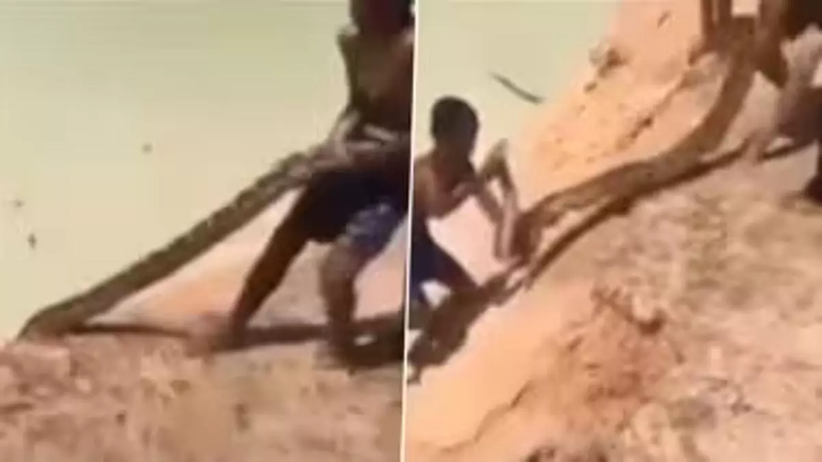 Viral Video: नदी में घुसकर बच्चे बाहर खींच लाए विशालकाय अजगर, उड़े लोगों के होश Viral Video: नदी में घुसकर बच्चे बाहर खींच लाए विशालकाय अजगर, उड़े लोगों के होश