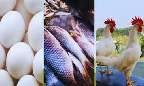 Maihar : नवरात्रि के दौरान मांस और अंडे की बिक्री पर रोक