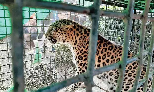 Jalpaiguri के कंथालधुरा चाय बागान में 72 घंटे में दूसरा तेंदुआ फंसा Jalpaiguri के कंथालधुरा चाय बागान में 72 घंटे में दूसरा तेंदुआ फंसा
