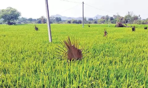 Jagtial में ताड़ के पत्तों ने चूहों की घेराबंदी कैसे तोड़ी