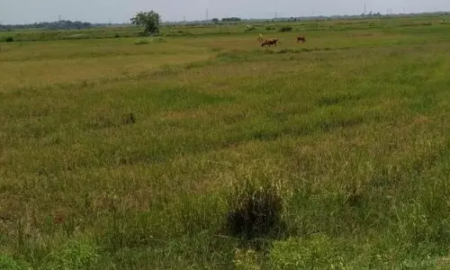 केन्द्रपाड़ा में सिंचाई की समस्या से खेती प्रभावित