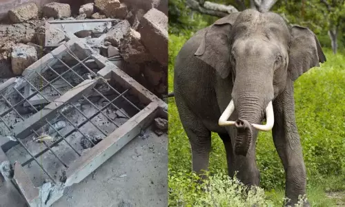 अरलम फार्म में जंगली हाथी घर नष्ट कर दिया गया