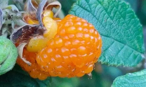 Hisalu fruit : पहाड़ी जंगलों में छुपा है औषधीय गुणों का खजाना