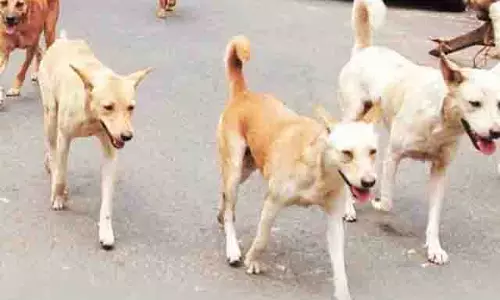 Solan में जल्द ही खुलेगा कुत्तों का नसबंदी केंद्र