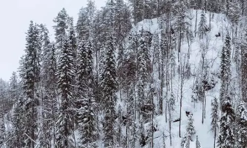 World: फिनलैंड के स्टब्ब ने ट्रंप से कहा, यूक्रेन संघर्ष विराम के लिए समयसीमा तय करनी होगी