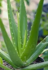 aloe vera benefits: चेहरे को चमकाने से लेकर बालों को लंबा और घना बनाने तक, ऐसे काम आता है एलोवेरा aloe vera benefits: चेहरे को चमकाने से लेकर बालों को लंबा और घना बनाने तक, ऐसे काम आता है एलोवेरा