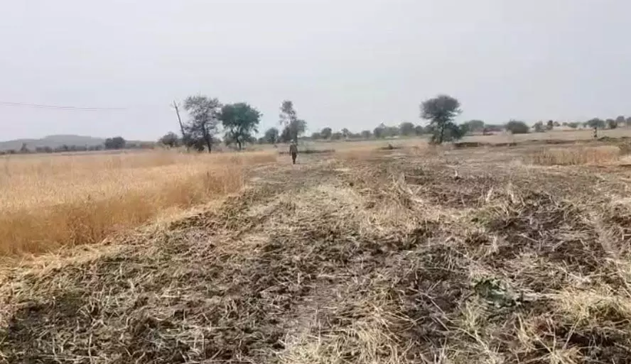 MP News: गेहूं की फसल में लगी भीषण आग, किसान को लाखों रुपए का नुकसान MP News: गेहूं की फसल में लगी भीषण आग, किसान को लाखों रुपए का नुकसान