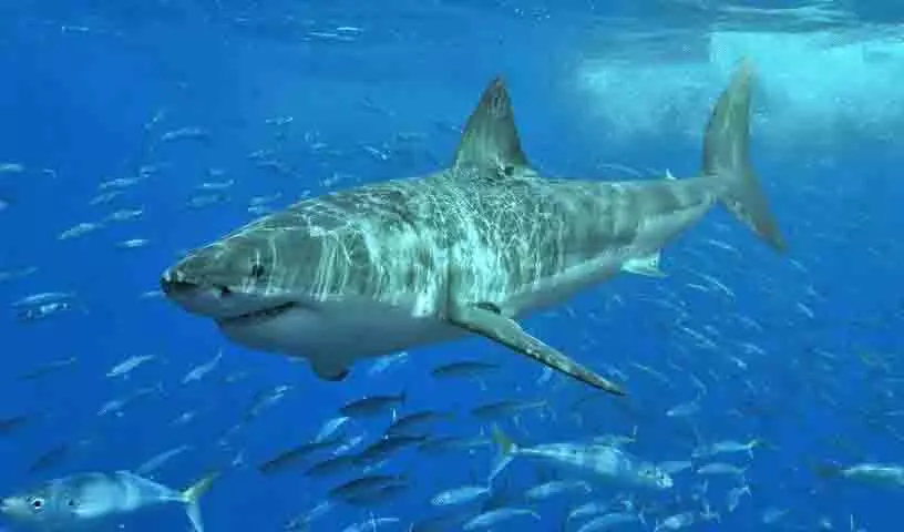 Guadalupe द्वीप के पास ग्रेट व्हाइट शार्क के साथ मुठभेड़ से पर्यटक बाल-बाल बचा Guadalupe द्वीप के पास ग्रेट व्हाइट शार्क के साथ मुठभेड़ से पर्यटक बाल-बाल बचा
