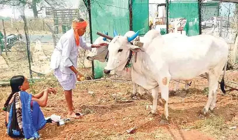 Adilabad में उगादी त्योहार मनाने के लिए आदिवासी जनजातियाँ कृषि गतिविधियाँ शुरू Adilabad में उगादी त्योहार मनाने के लिए आदिवासी जनजातियाँ कृषि गतिविधियाँ शुरू