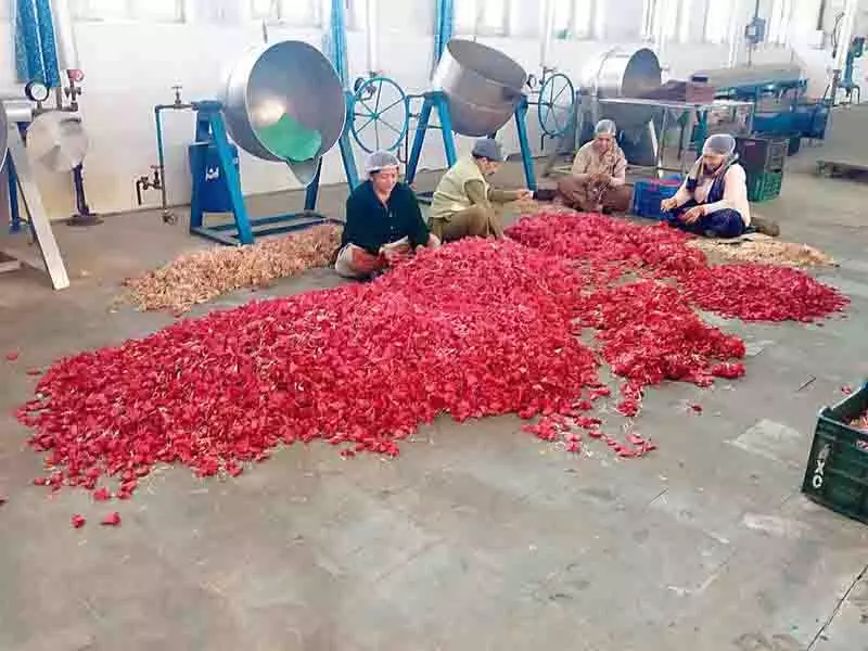 Sirmaur के ट्रांस-गिरि क्षेत्र में बुरांश के फूल से अर्थव्यवस्था को बढ़ावा मिलता Sirmaur के ट्रांस-गिरि क्षेत्र में बुरांश के फूल से अर्थव्यवस्था को बढ़ावा मिलता