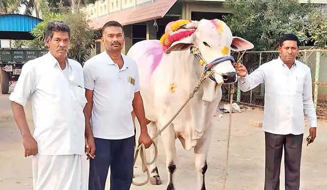 Andhra: प्रसिद्ध ओंगोल नस्ल का बैल 10 लाख रुपये में बिका Andhra: प्रसिद्ध ओंगोल नस्ल का बैल 10 लाख रुपये में बिका