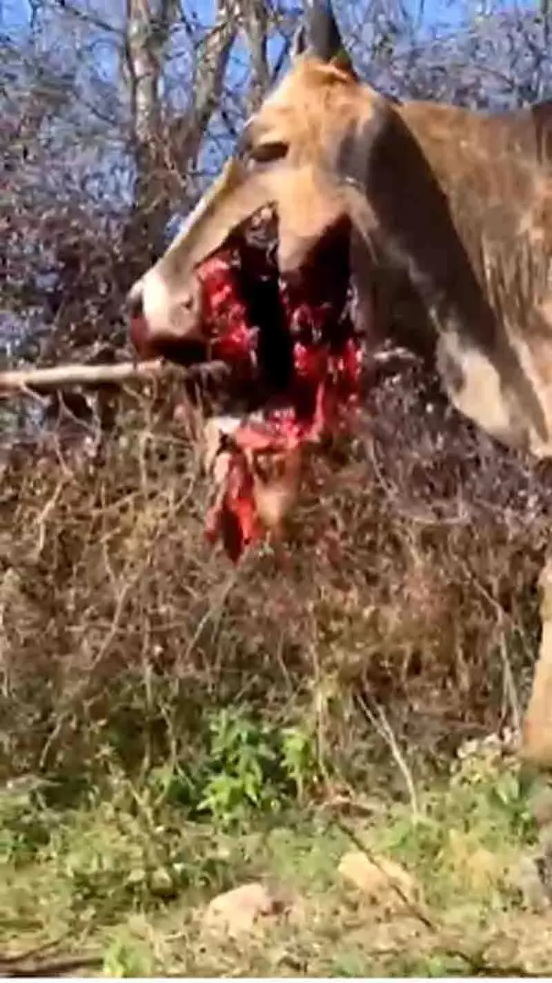 Kangra में शिकारियों ने वन्यजीवों को मारने के लिए विस्फोटकों का इस्तेमाल किया Kangra में शिकारियों ने वन्यजीवों को मारने के लिए विस्फोटकों का इस्तेमाल किया