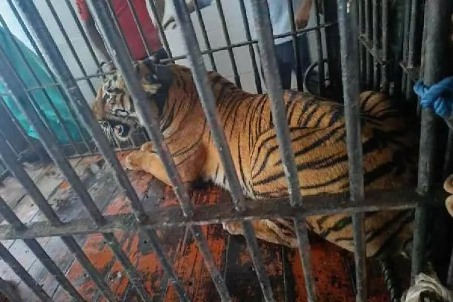 Kultali में फिर बाघ का खौफ, गांव में मानव-पशु संघर्ष जारी Kultali में फिर बाघ का खौफ, गांव में मानव-पशु संघर्ष जारी