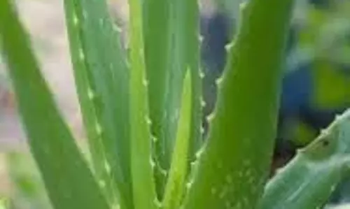 aloe vera benefits: चेहरे को चमकाने से लेकर बालों को लंबा और घना बनाने तक, ऐसे काम आता है एलोवेरा