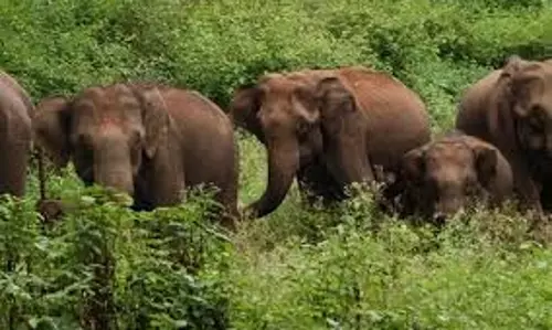 हाथी को पीटने वाले ओडिशा के व्यक्ति की पहचान हुई