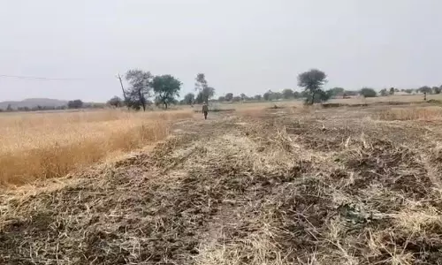 MP News: गेहूं की फसल में लगी भीषण आग, किसान को लाखों रुपए का नुकसान