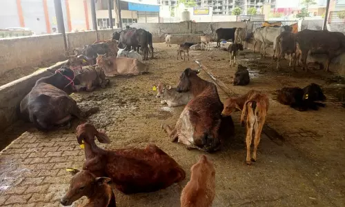 Haryana : करनाल नगर निगम गौशाला में बायोगैस संयंत्र स्थापित करेगा