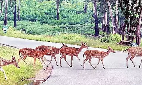 Karnataka: पर्यावरणविदों ने बांदीपुर में रात्रि यातायात प्रतिबंध हटाने का कड़ा विरोध किया
