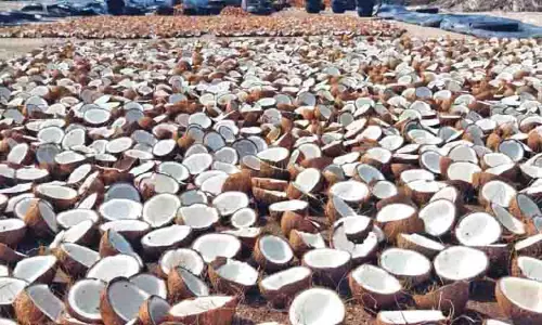 नारियल की पैदावार में गिरावट से Tirupur में खोपरा उत्पादन प्रभावित
