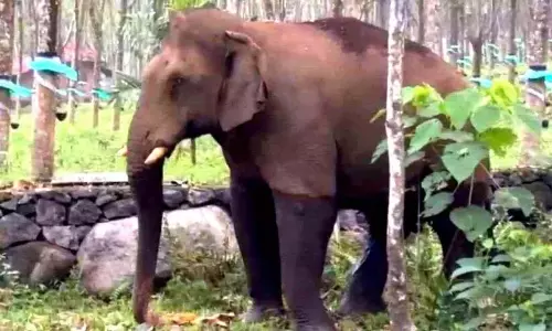 Kerala: सात मुख वाले गणपति ने क्षेत्र में भय फैला दिया