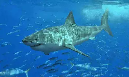 Guadalupe द्वीप के पास ग्रेट व्हाइट शार्क के साथ मुठभेड़ से पर्यटक बाल-बाल बचा Guadalupe द्वीप के पास ग्रेट व्हाइट शार्क के साथ मुठभेड़ से पर्यटक बाल-बाल बचा
