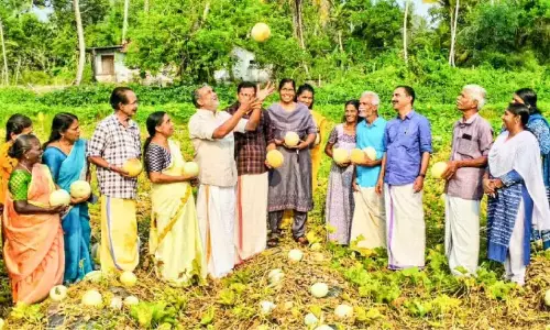 चोरिमनल में शेमम खेती; सांबशिवन की सफलता की कहानी