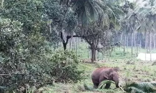 अरलम फार्म से जंगली हाथियों का उन्मूलन 2 तारीख से फिर से शुरू होगा