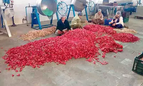 Sirmaur के ट्रांस-गिरि क्षेत्र में बुरांश के फूल से अर्थव्यवस्था को बढ़ावा मिलता